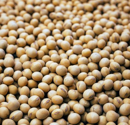 soybeans